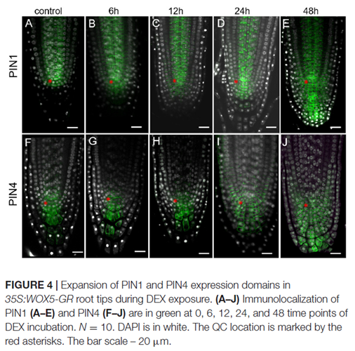 Cell Dynamics in WOX5-Overexpressing Root Tips: The Impact of Local Auxin Biosynthesis