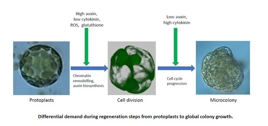Optimizing Protocols for Arabidopsis Shoot and Root Protoplast Cultivation
