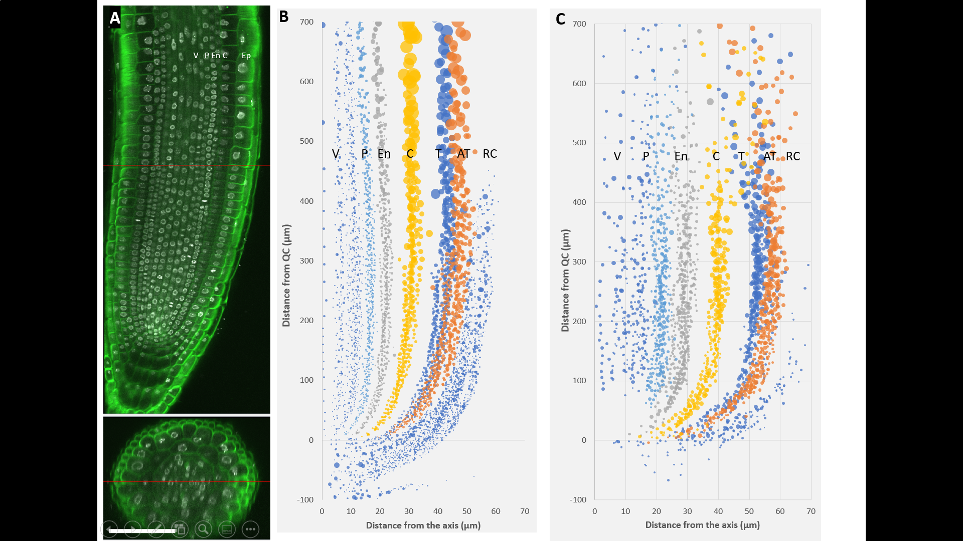 Estimation of cell cycle kinetics in higher plant root meristem links organ position with cellular fate and chromatin structure